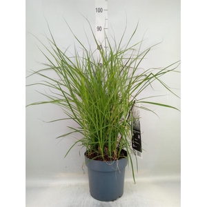 Miscanthus sin. 'Ferner Osten'