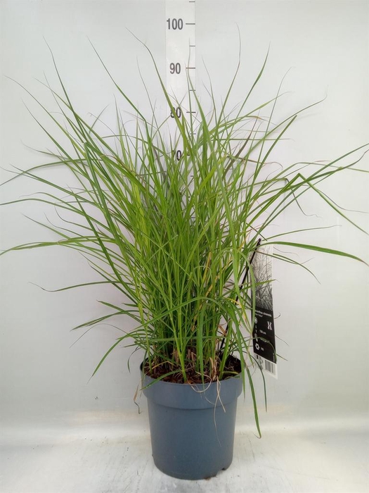 <h4>Miscanthus sin. 'Ferner Osten'</h4>