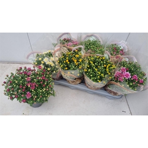 Chrysanthemum Indicum Grp gemengd 3 kleuren