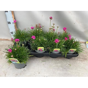 ARME MAR SPL PERFECT