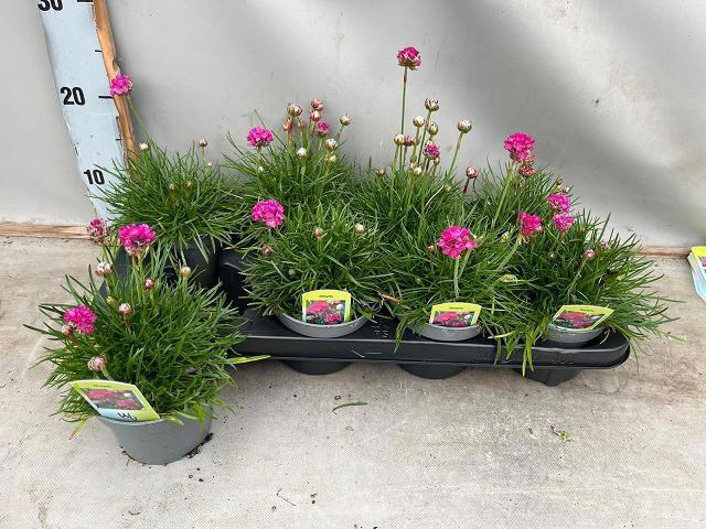 <h4>ARME MAR SPL PERFECT</h4>