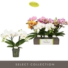Phalaenopsis Tablo mix 12Ø 40cm 2st 25fl