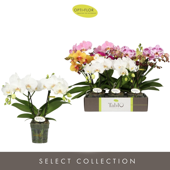 Phalaenopsis Tablo mix 12Ø 40cm 2st 25fl