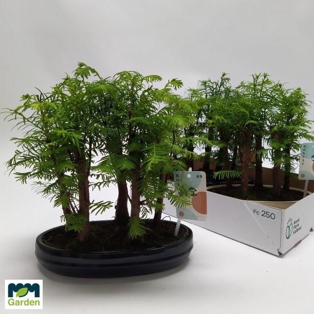 <h4>BONSAI OV</h4>