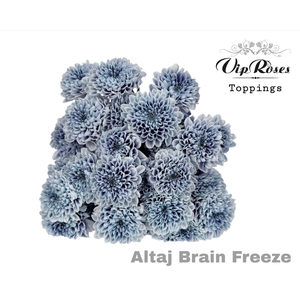 CHR T ALTAJ BRAIN FREEZE