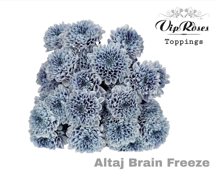 <h4>Chr T Altaj Brain Freeze</h4>