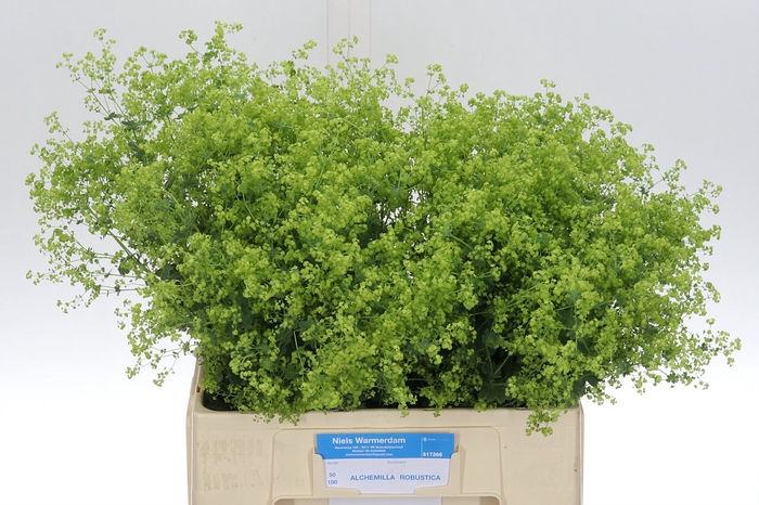 <h4>Alchem M Robustica 60</h4>
