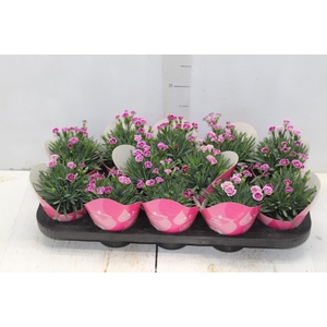 DIANTHUS PINK KISSES P11