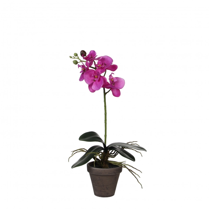 <h4>Pot Phalaenopsis d11/13*48cm</h4>