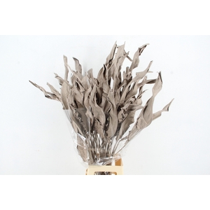 DF Strelitzia Leaf Metal Cream