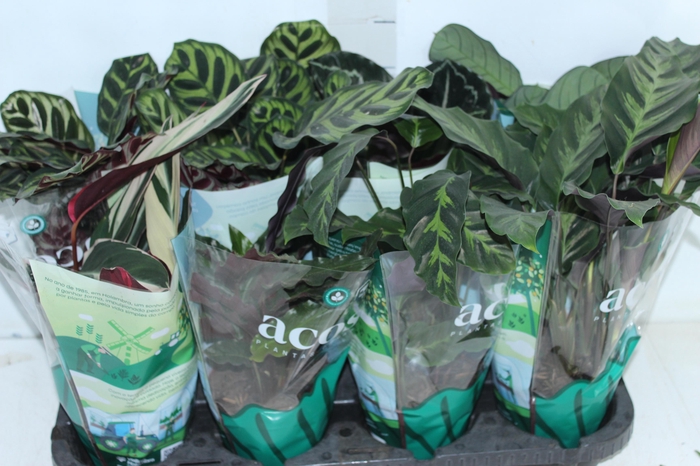 <h4>MARANTA VARIADO P12</h4>