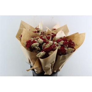 Dried Bqt Riceflower Mix Red Bunch