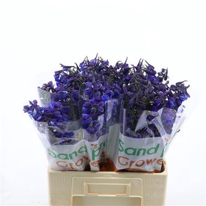 Delphinium Enkel Deldonna Blue