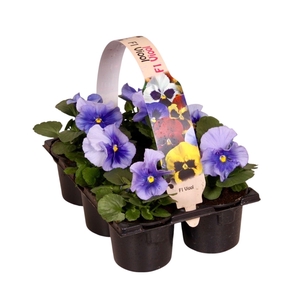 Viola F1 Licht Blauw Sixpack