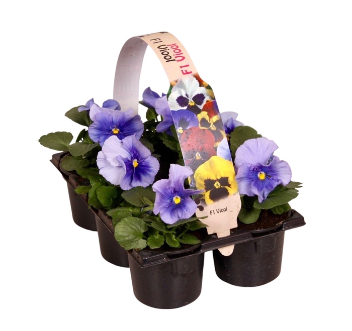 <h4>Viola F1 Licht Blauw Sixpack</h4>