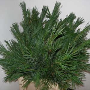 PINUS STROBUS