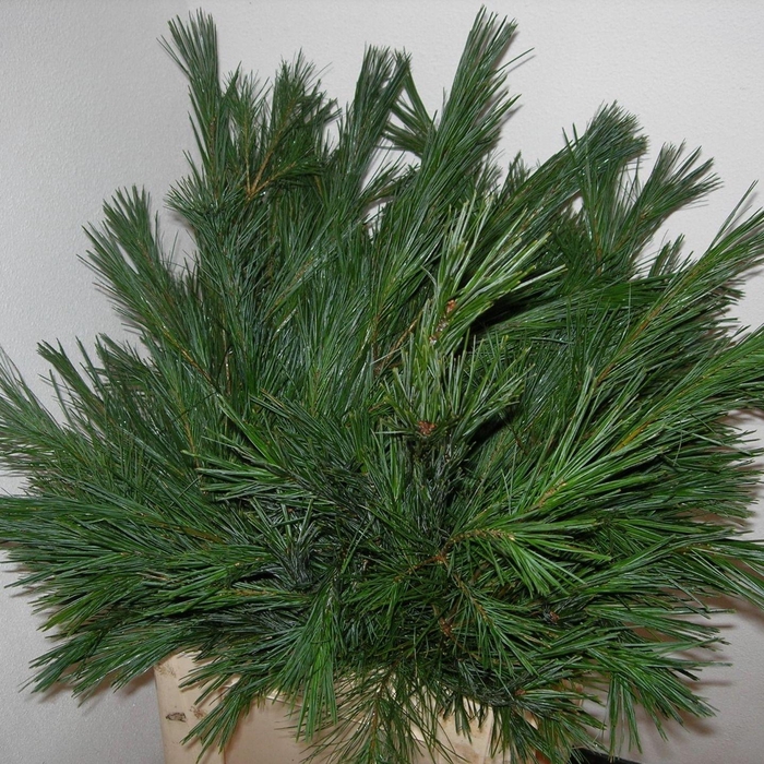 <h4>PINUS STROBUS</h4>