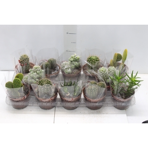 CACTUS MINI P11