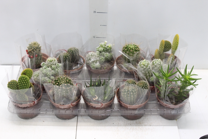 <h4>CACTUS MINI P11</h4>