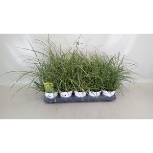 Miscanthus sin. 'Strictus'