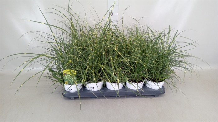 <h4>Miscanthus sin. 'Strictus'</h4>
