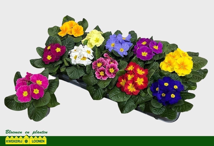 Prim Ac Paradiso Gem