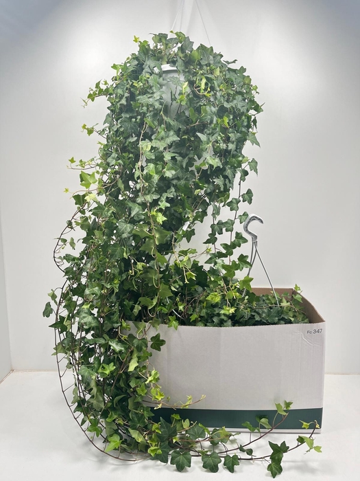 <h4>HED HE PITTSBURGH</h4>