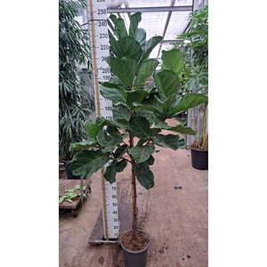 Ficus lyrata