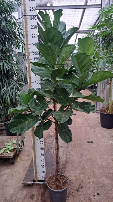 <h4>Ficus lyrata</h4>