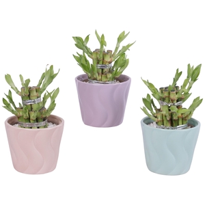 Lucky Bamboo Shape Round 2S Ø11cm Ceramic SE662