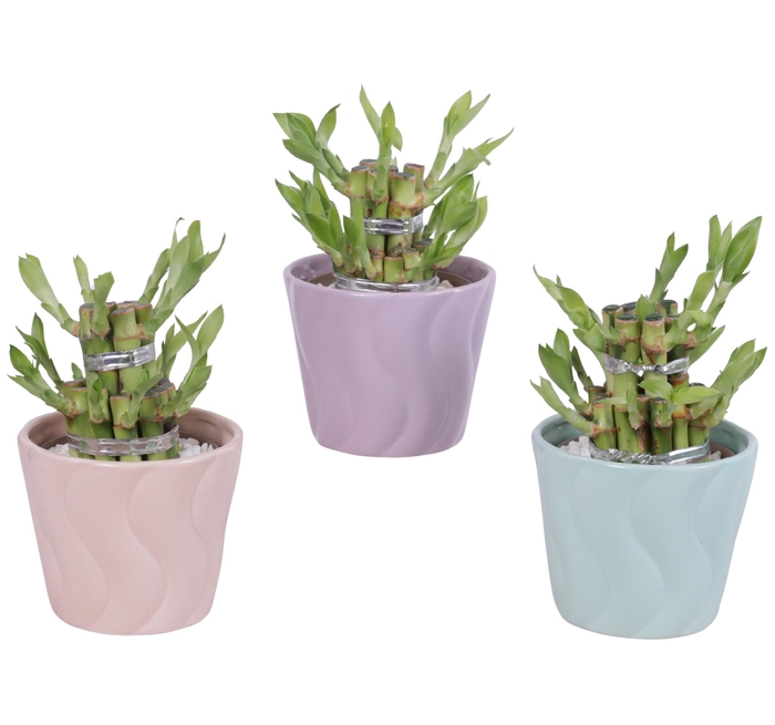 <h4>Lucky Bamboo Shape Round 2S Ø11cm Ceramic SE662</h4>