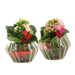 21798: Lovess arrangement