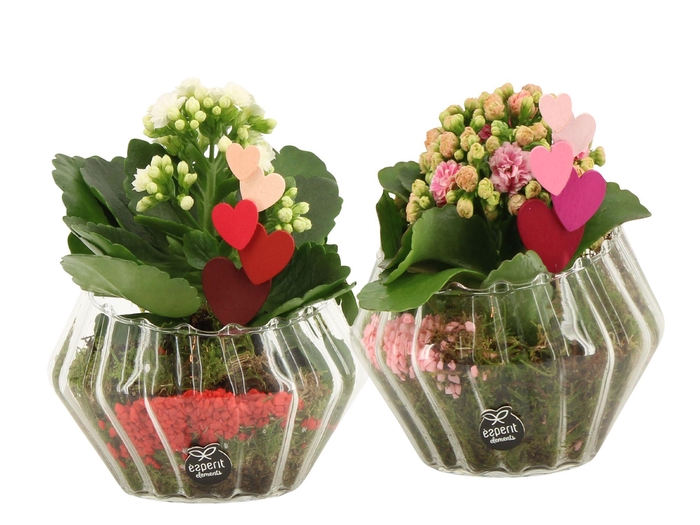 <h4>21798: Lovess arrangement</h4>