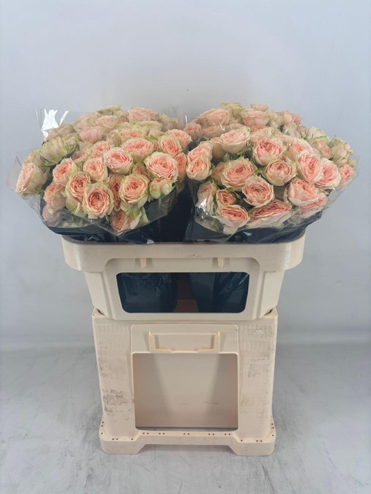 <h4>R TR HOLLY Water</h4>