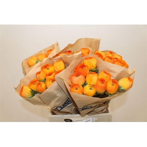 Ran Cloni Ex Lambada