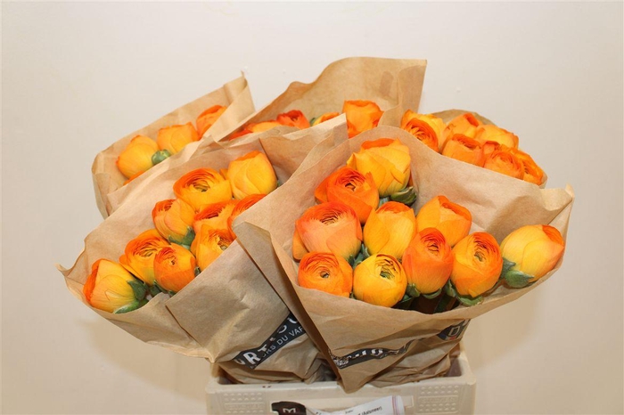 <h4>Ran Cloni Ex Lambada</h4>