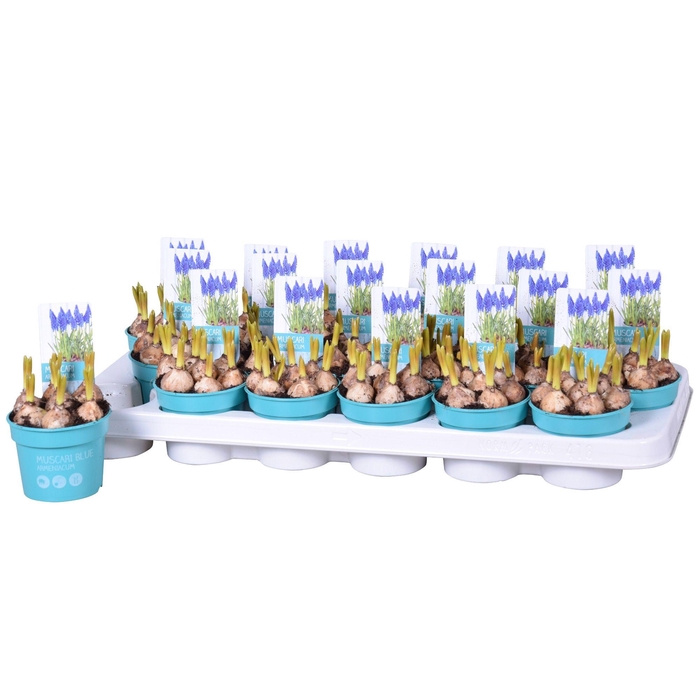 <h4>MUSCAR ARMENIACUM</h4>