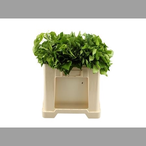Hedera Bp