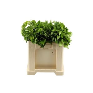 Hedera Bp