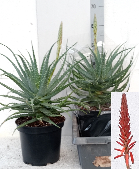 <h4>ALOE ARBORESCENS</h4>