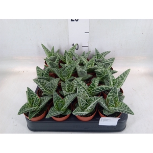 Aloe variegata