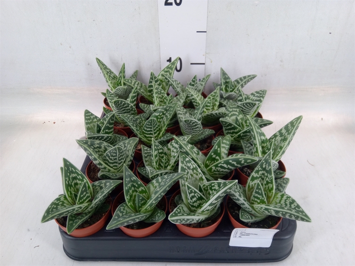 <h4>Aloe variegata</h4>