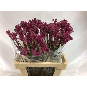 ANIGOZANTHOS MINI PEARL