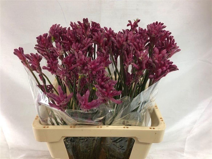 <h4>ANIGOZANTHOS MINI PEARL</h4>