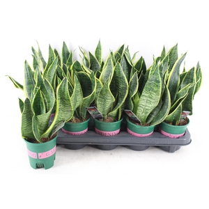 arr3 CP - Sansev superbia 410/10