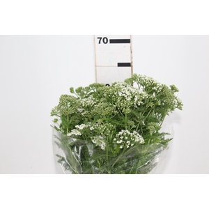 ACHILLEA MILLEFOLIUM BRANCO 070 CM