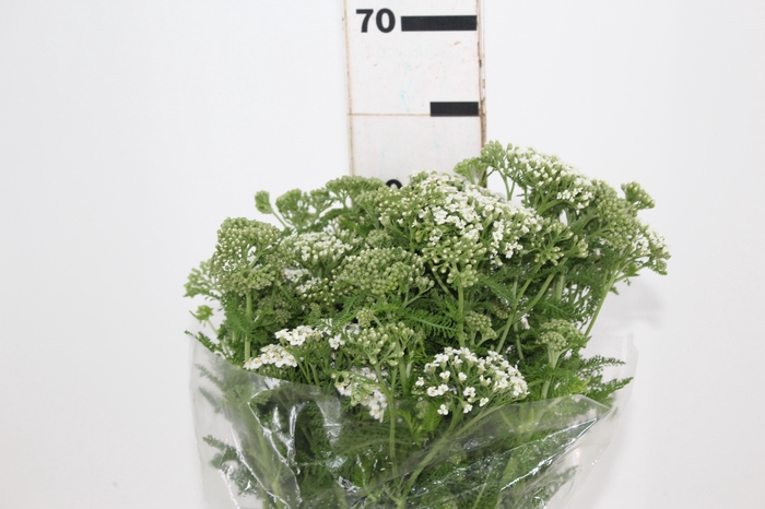 <h4>ACHILLEA MILLEFOLIUM BRANCO 070 CM</h4>