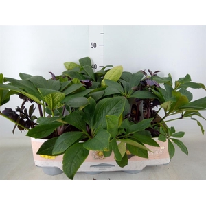 Helleborus  'Lucy Black'