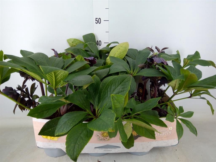 <h4>Helleborus 'Lucy Black'</h4>