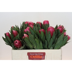 Protea Brenda